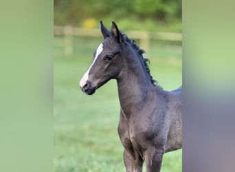Danish Warmblood, Stallion, , 16,2 hh, Black