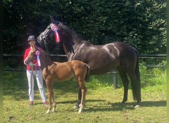 Danish Warmblood, Stallion, , 16,2 hh, Black