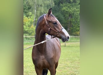 Danish Warmblood, Stallion, , 16,2 hh, Black