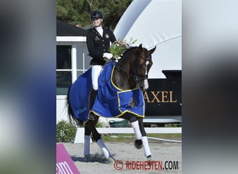 Danish Warmblood, Stallion, , 16,2 hh, Black