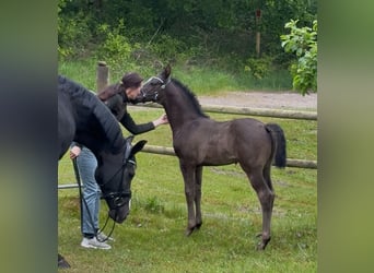 Danish Warmblood, Stallion, , 16,2 hh, Black
