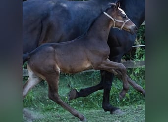 Danish Warmblood, Stallion, Foal (07/2025), 16,2 hh, Brown