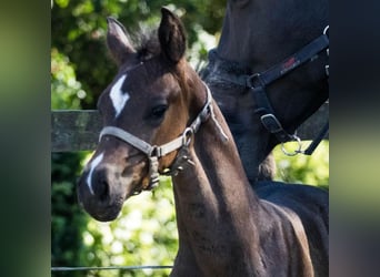 Danish Warmblood, Stallion, Foal (07/2025), 16,2 hh, Brown