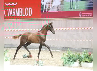 Danish Warmblood, Stallion, Foal (04/2025), 16,2 hh, Chestnut