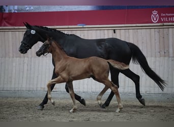 Danish Warmblood, Stallion, Foal (05/2025), 16,3 hh, Chestnut
