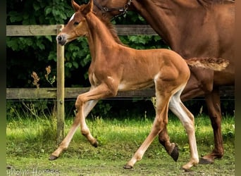 Danish Warmblood, Stallion, Foal (07/2025), 17 hh, Chestnut