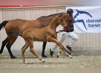Danish Warmblood, Stallion, Foal (06/2025), Brown