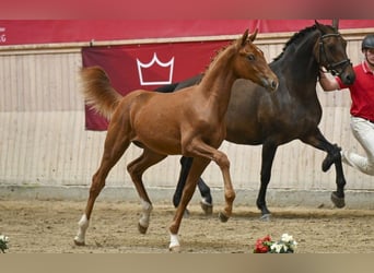 Danish Warmblood, Stallion, Foal (02/2025)
