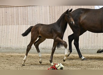 Danish Warmblood, Stallion, Foal (06/2025)
