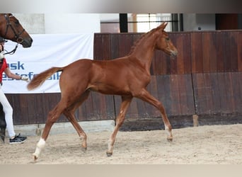 Danish Warmblood, Stallion, Foal (05/2025)