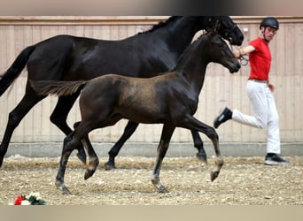 Danish Warmblood, Stallion, Foal (05/2025)