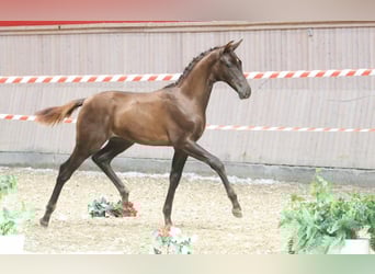 Danish Warmblood, Stallion, Foal (04/2025)