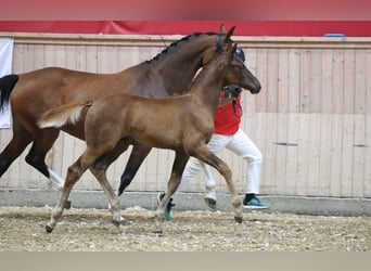 Danish Warmblood, Stallion, Foal (05/2025)
