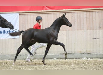 Danish Warmblood, Stallion, Foal (05/2025)