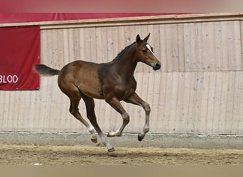 Danish Warmblood, Stallion, Foal (05/2025)