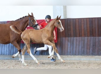 Danish Warmblood, Stallion, Foal (05/2025)