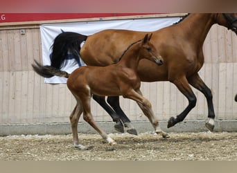 Danish Warmblood, Stallion, Foal (06/2025)