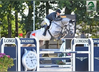 Danish Warmblood, Stallion, 11 years, 16,2 hh, Grey