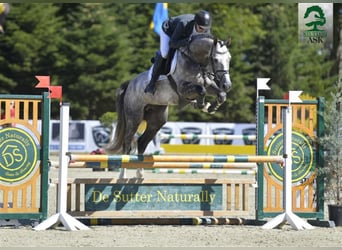 Danish Warmblood, Stallion, 11 years, 16,2 hh, Grey