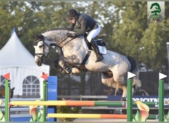 Danish Warmblood, Stallion, 11 years, 16,2 hh, Grey