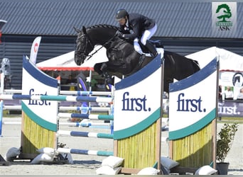 Danish Warmblood, Stallion, 20 years, 17 hh, Smoky-Black