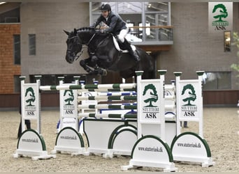 Danish Warmblood, Stallion, 20 years, 17 hh, Smoky-Black