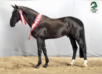 Danish Warmblood, Stallion, 19 years, 17 hh, Smoky-Black