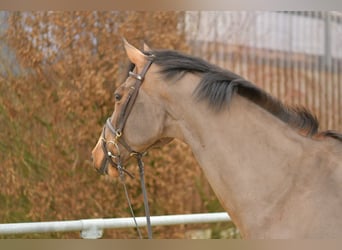 Danois sang-chaud, Étalon, 11 Ans, 175 cm, Bai