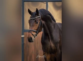 Danois sang-chaud, Étalon, 3 Ans, 165 cm, Bai brun