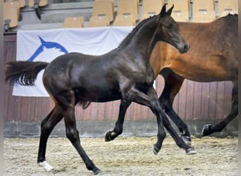 Danois sang-chaud, Étalon, Poulain (04/2025), 170 cm, Bai brun
