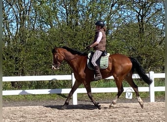Danois sang-chaud, Hongre, 10 Ans, 168 cm, Bai brun