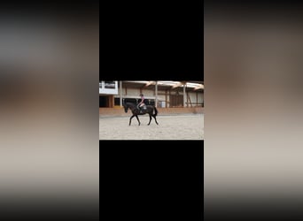 Danois sang-chaud, Hongre, 11 Ans, 167 cm, Bai brun