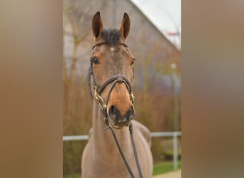 Danois sang-chaud, Hongre, 11 Ans, 175 cm, Bai