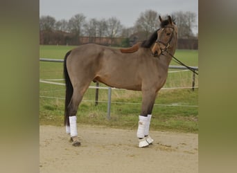 Danois sang-chaud, Hongre, 11 Ans, 175 cm, Bai