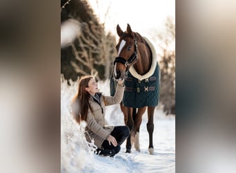 Danois sang-chaud, Hongre, 12 Ans, 170 cm, Bai