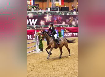 Danois sang-chaud, Hongre, 12 Ans, 170 cm, Bai