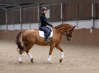 Danois sang-chaud, Hongre, 14 Ans, 170 cm, Alezan