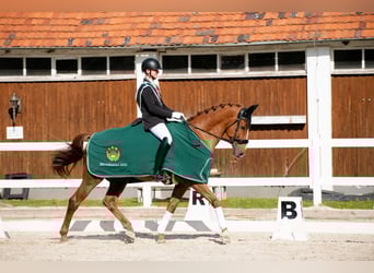 Danois sang-chaud, Hongre, 14 Ans, 170 cm, Alezan