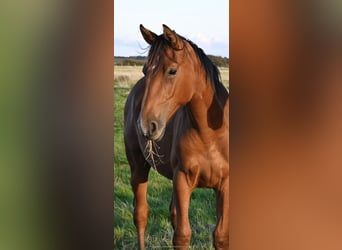 Danois sang-chaud, Hongre, 2 Ans, 168 cm, Bai