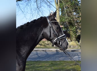 Danois sang-chaud, Hongre, 3 Ans, 162 cm, Noir