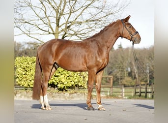 Danois sang-chaud, Hongre, 4 Ans, 167 cm, Alezan