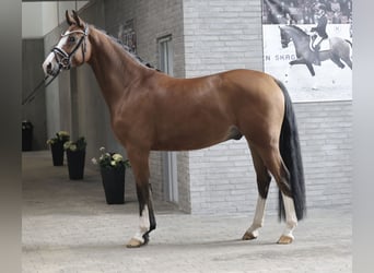 Danois sang-chaud, Hongre, 4 Ans, 167 cm, Bai clair