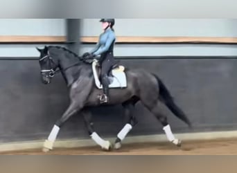 Danois sang-chaud, Hongre, 4 Ans, 169 cm, Bai brun