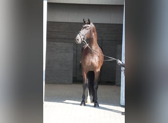 Danois sang-chaud, Hongre, 4 Ans, 170 cm, Noir