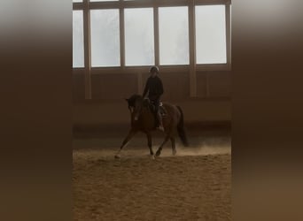 Danois sang-chaud, Hongre, 5 Ans, 155 cm, Bai