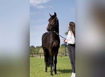 Danois sang-chaud, Hongre, 5 Ans, 168 cm, Bai