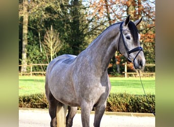 Danois sang-chaud, Hongre, 5 Ans, 175 cm, Gris