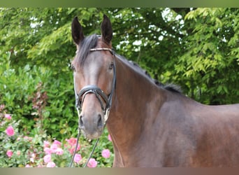 Danois sang-chaud, Hongre, 5 Ans, 182 cm, Bai brun