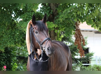 Danois sang-chaud, Hongre, 5 Ans, 182 cm, Bai brun