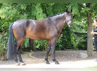 Danois sang-chaud, Hongre, 5 Ans, 182 cm, Bai brun